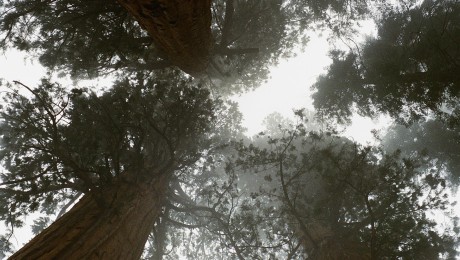 Redwood Christian Fellowship - Sermons