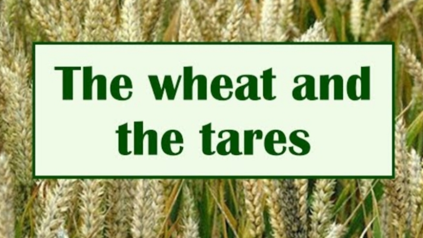 The Wheat & The Tares  (Harvest)