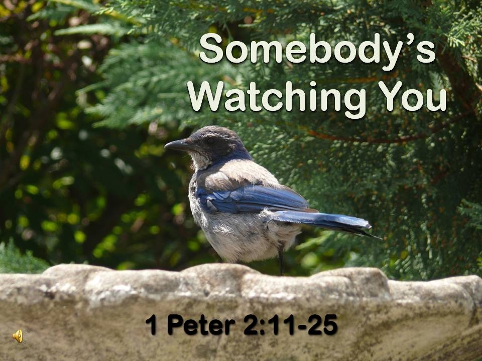 Somebody's Watching You