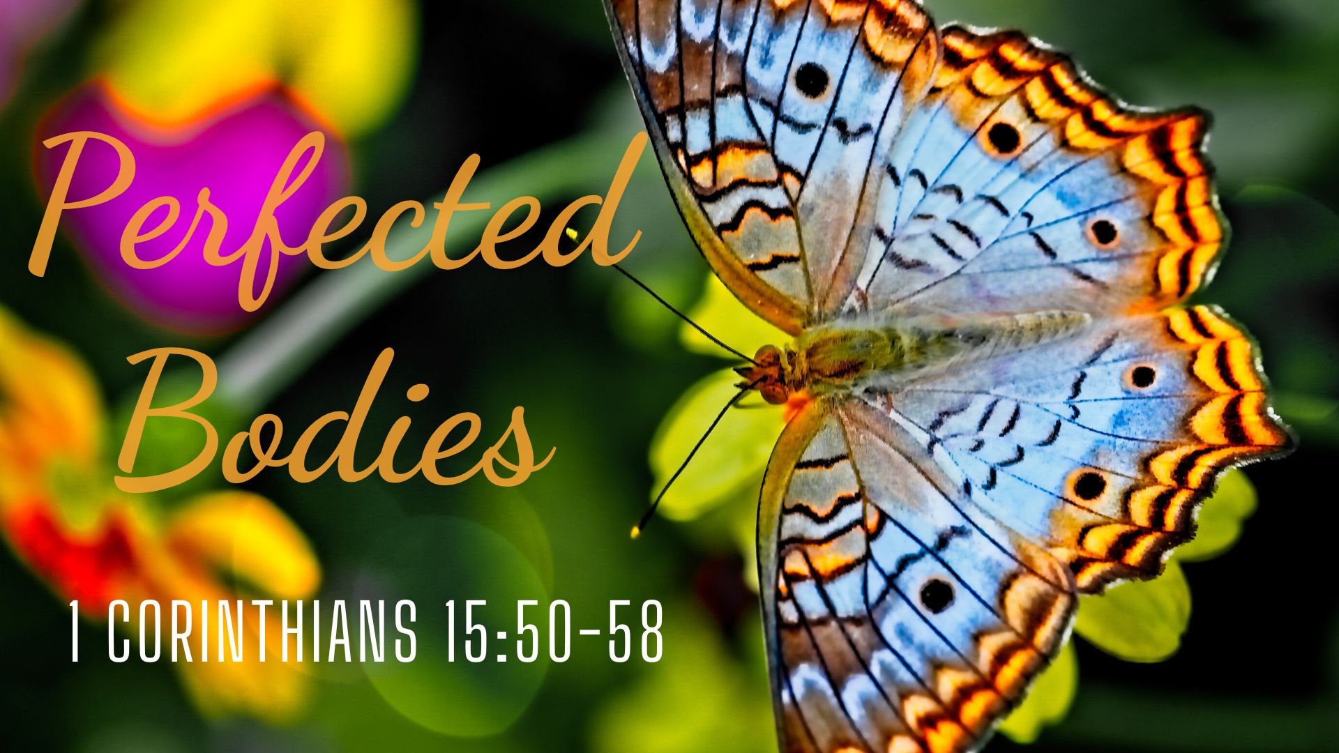 Perfected Bodies | 1 Corinthians 15:50-58