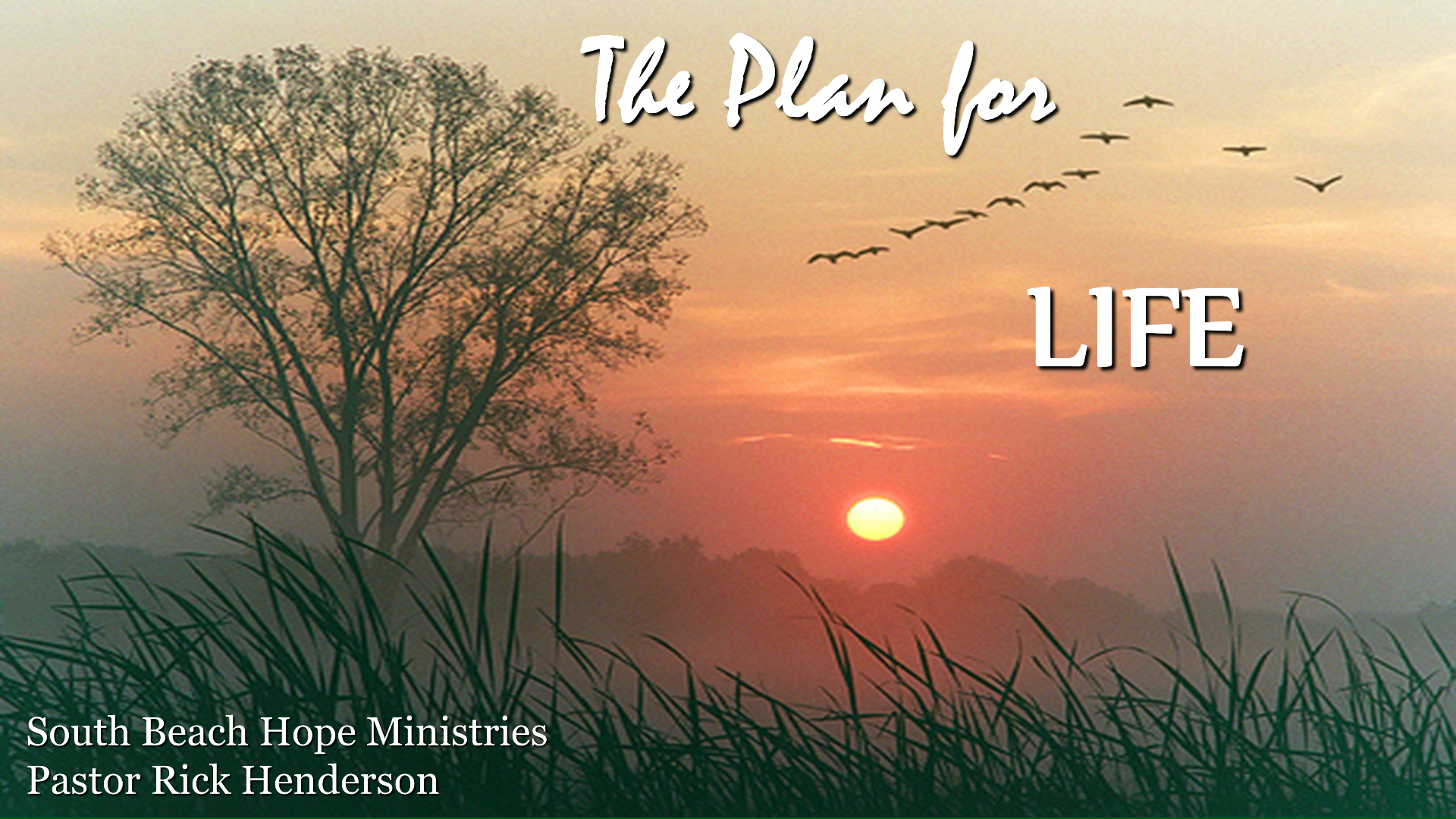 The Plan for Life - Audio episode artwork