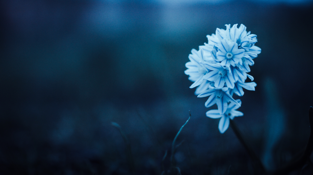 The Millennium Kingdom