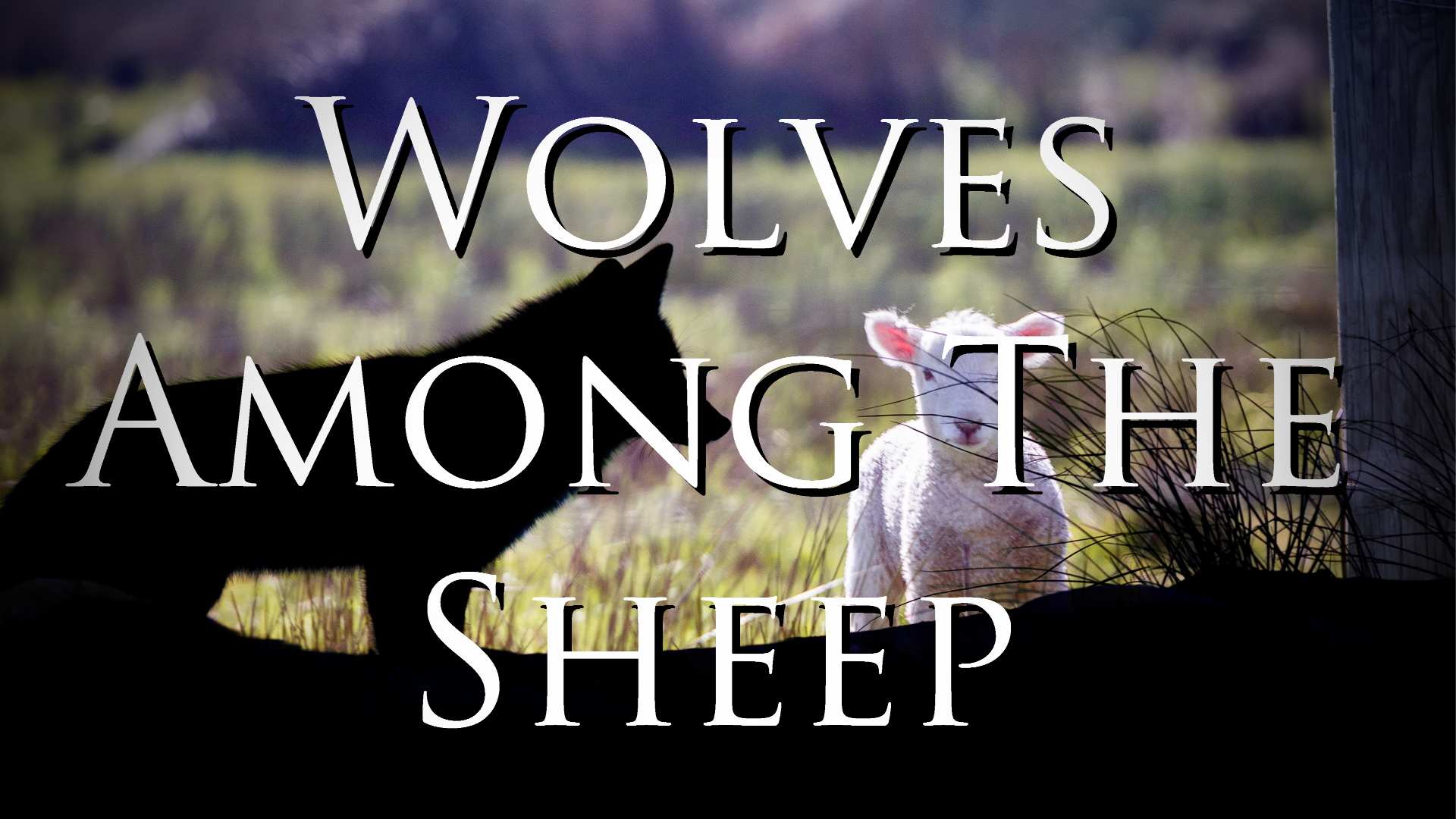 Wolves Among the Sheep Part 1 