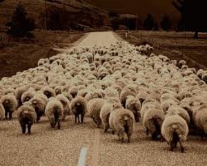 Leader Sheep by Jeff Baldwin