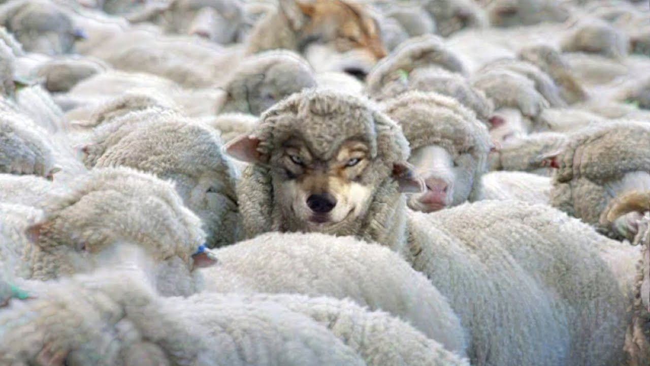 Wolves Among the Sheep