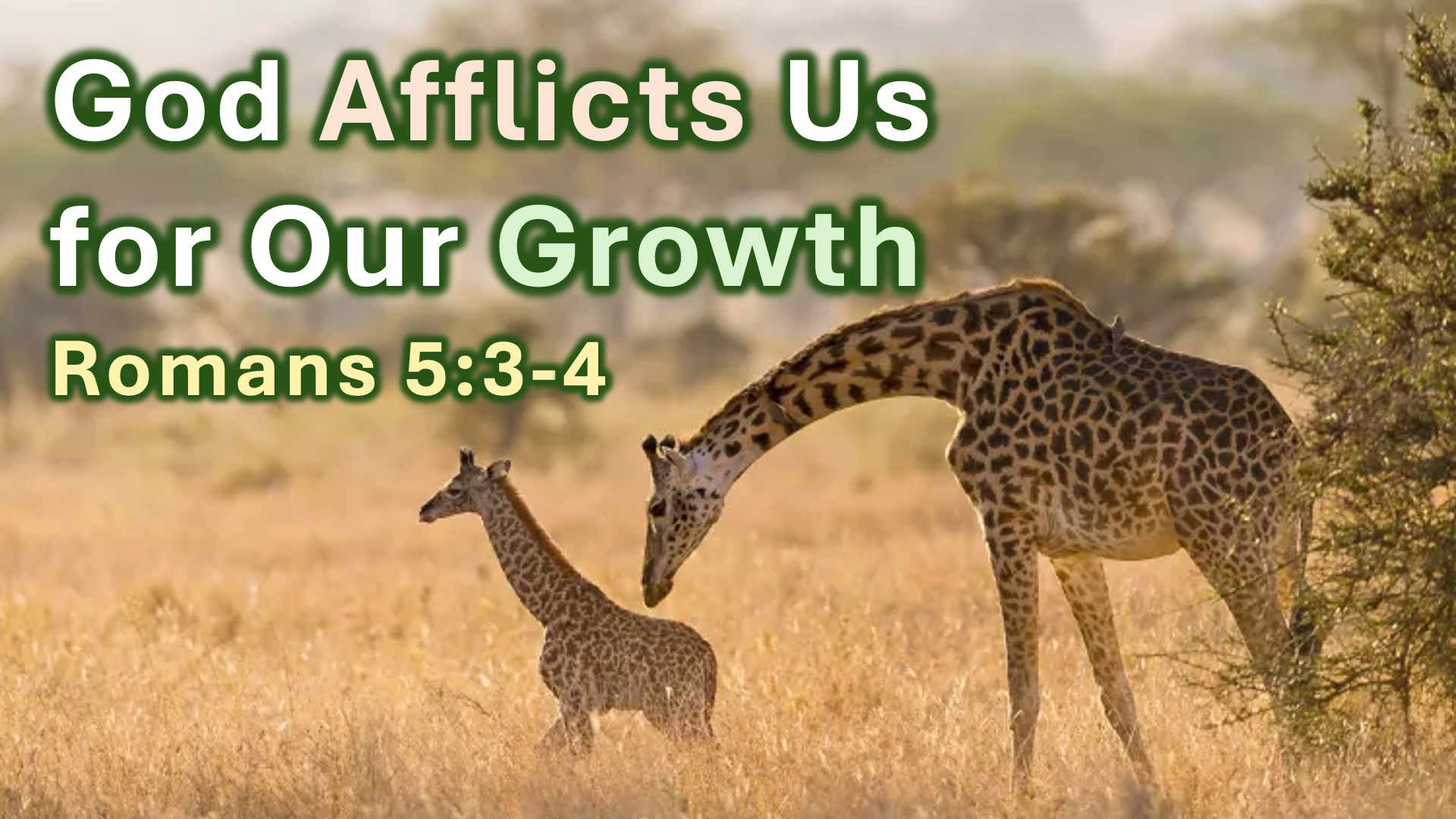 God Afflicts Us for Our Growth - Audio episode artwork
