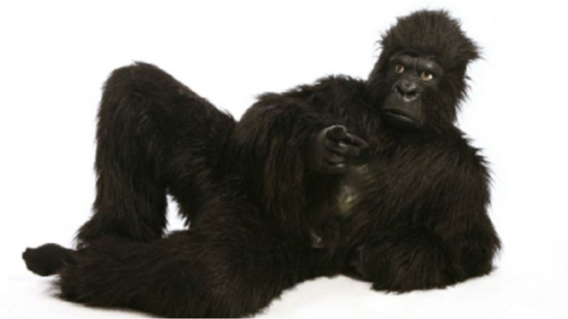 You Missed the Gorilla!