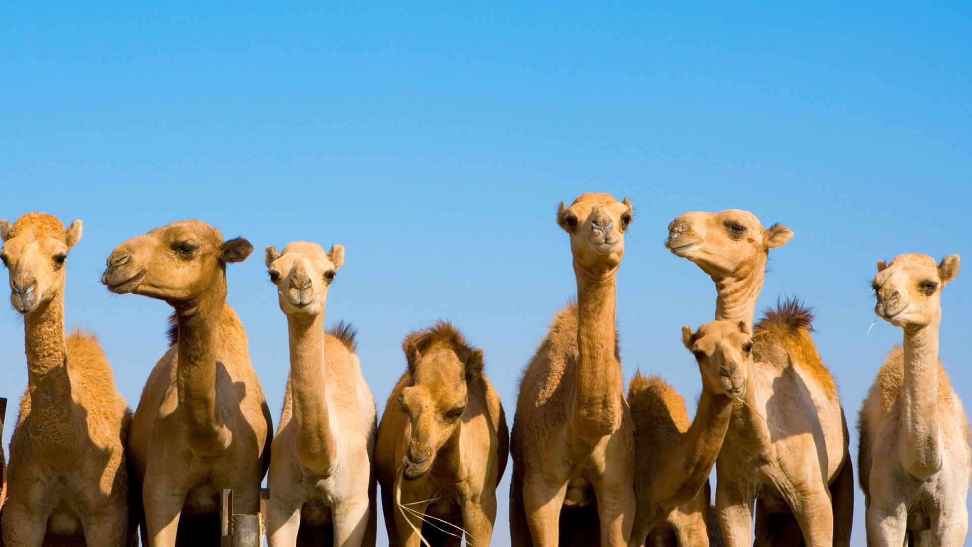 Camels In The Room