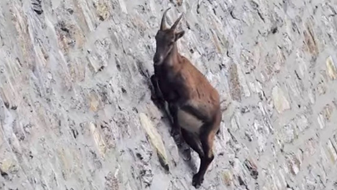 Endure Rough Roads...Like A Goat?