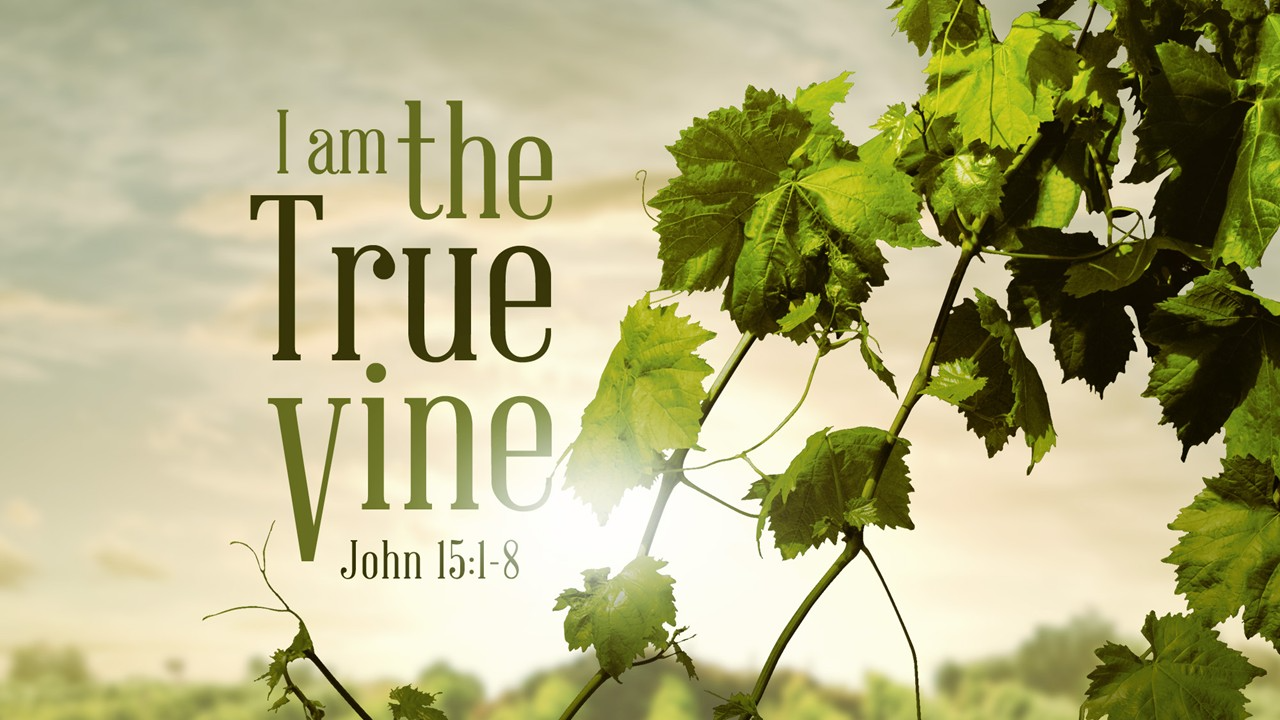 I Am The True Vine