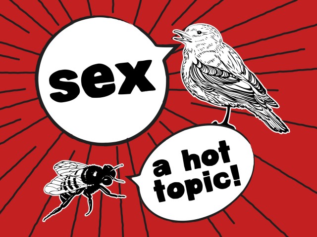 Sexless Sexuality - Audio episode artwork