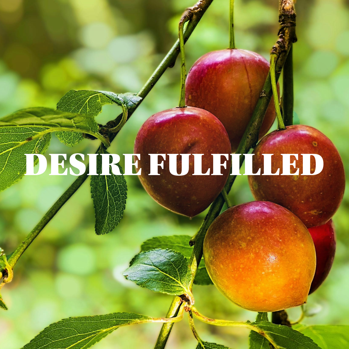 Desire Fulfilled - Audio episode artwork