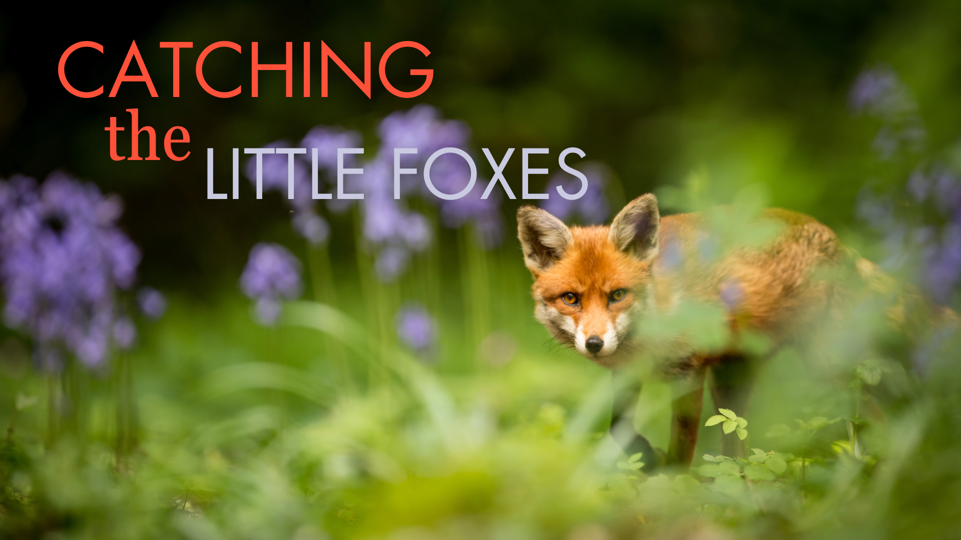03-10-2024 Catching the Little Foxes - pt 2 episode artwork