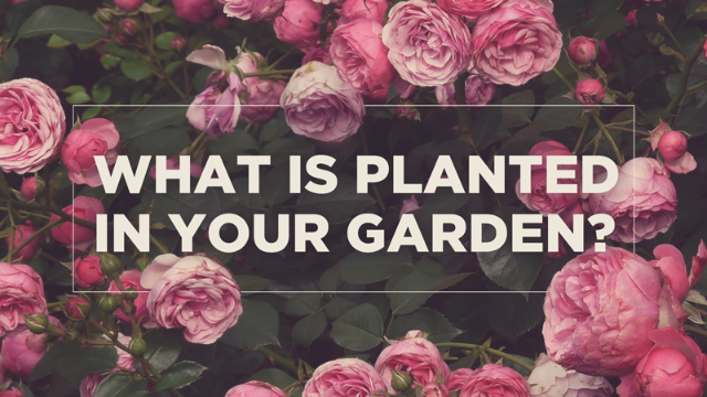 02-23-2022 What Is Planted In Your Garden episode artwork