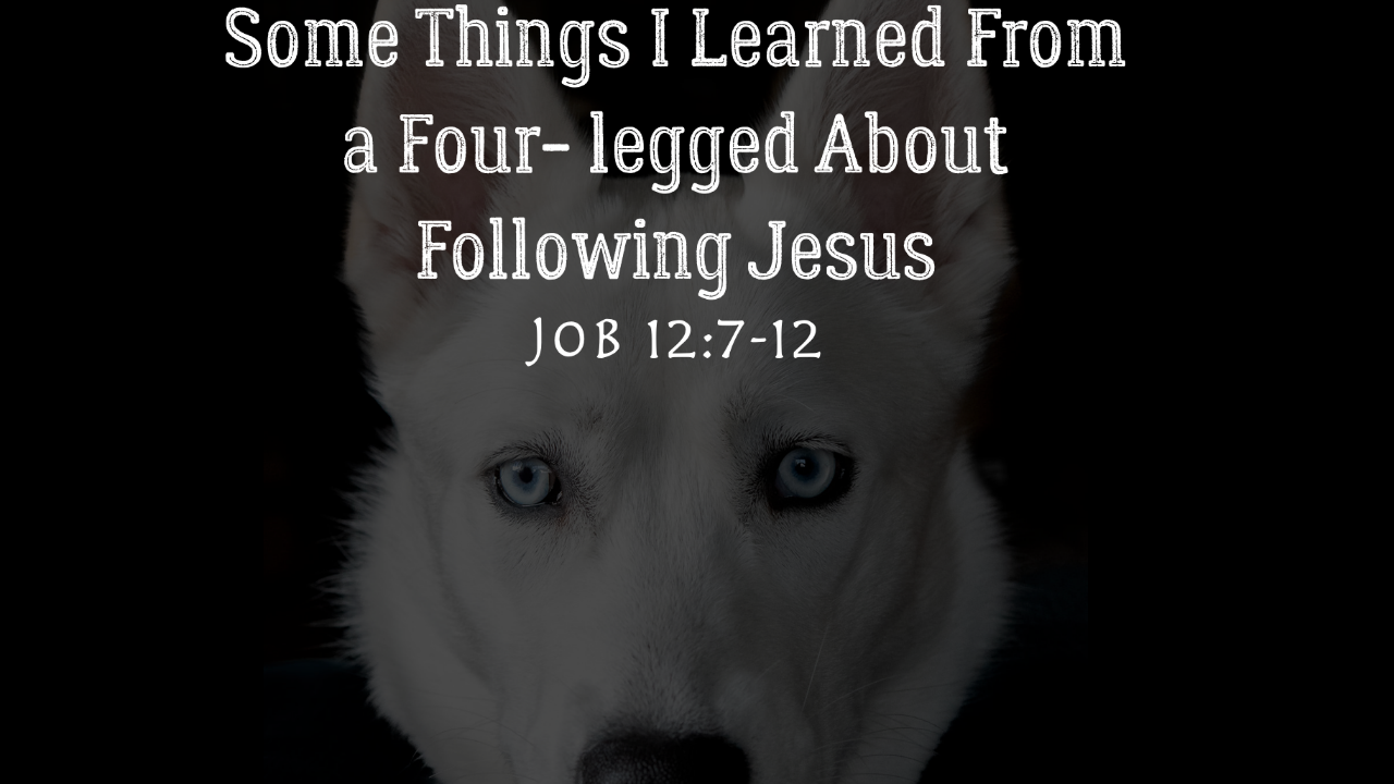 Some Things I Learned From a Four- legged About Following Jesus episode artwork
