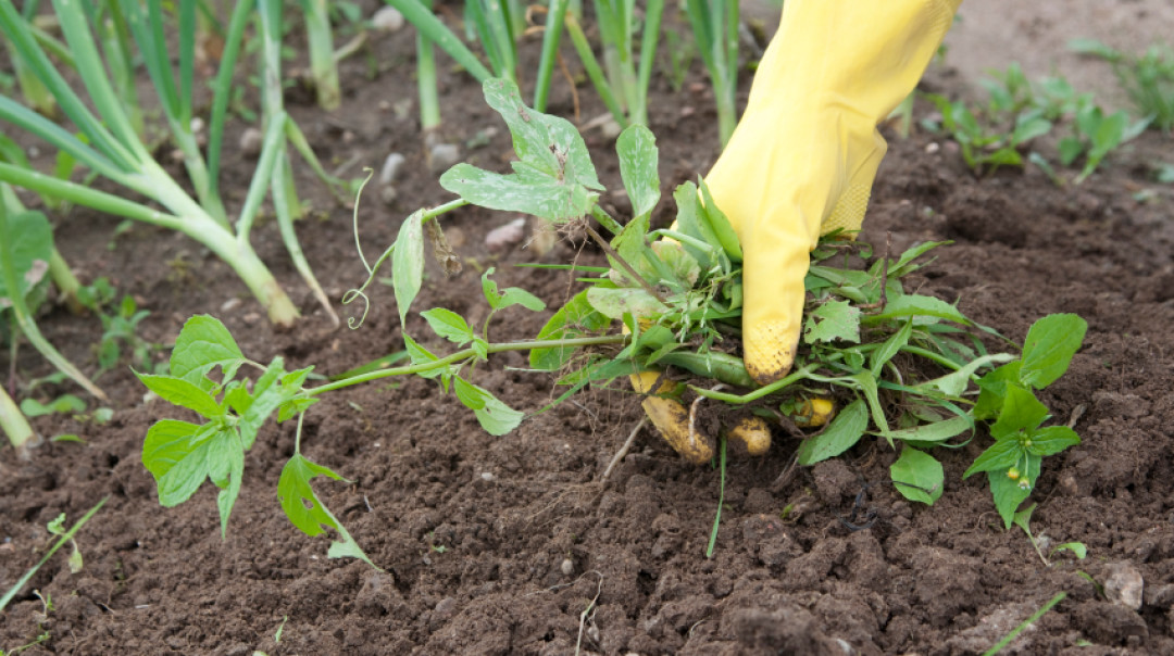 Beauty of the Garden