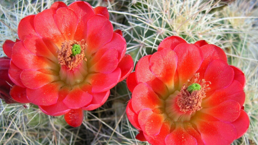 Midweek Meditation 2-17-2021