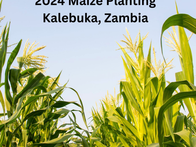 Maize Planting 2024