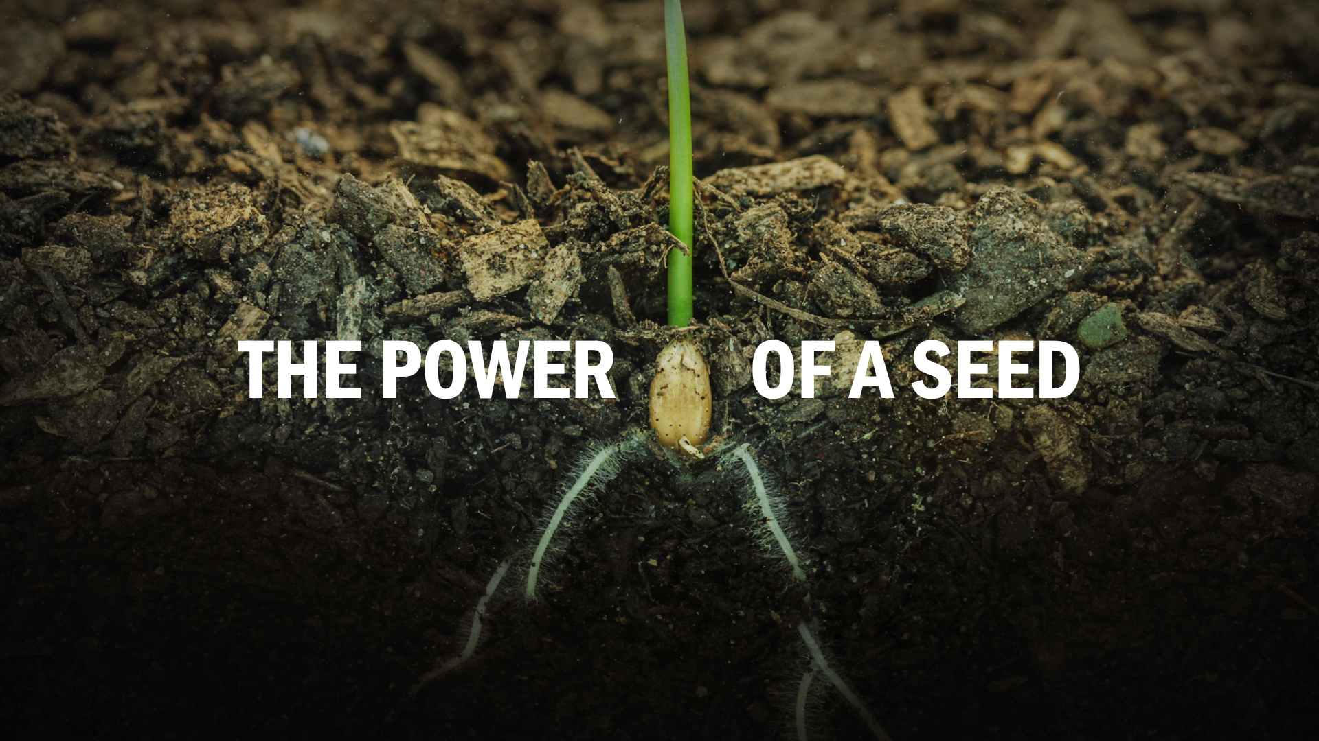 The Power of a Seed 5 - Video episode artwork