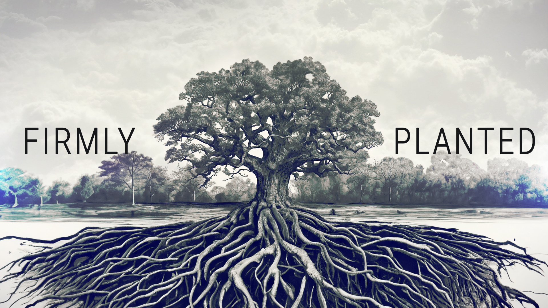 Firmly Planted - Video episode artwork