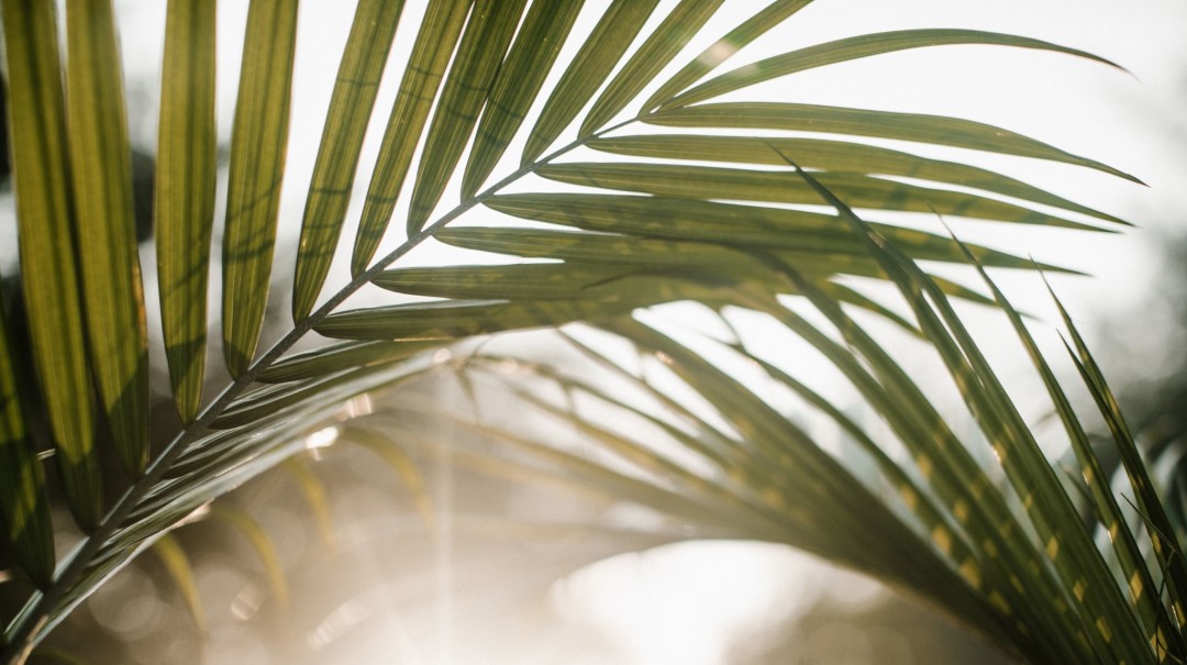 Palm Sunday episode artwork