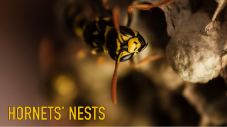 Hornets Nests - Part 4 - Audio episode artwork